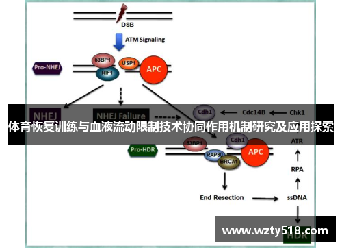 体育恢复训练与血液流动限制技术协同作用机制研究及应用探索